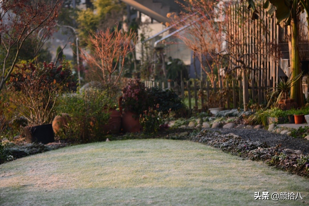 零下9度来袭，花园里的绿色是那么动人|园丁