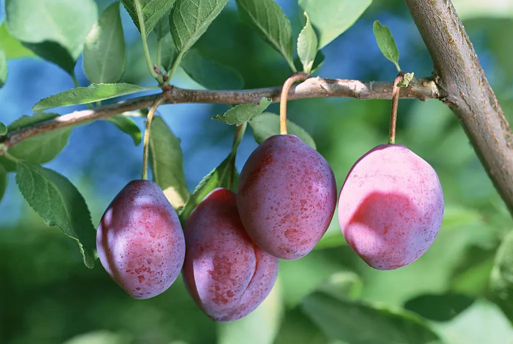 大败局为什么会失败,大败局失败的原因