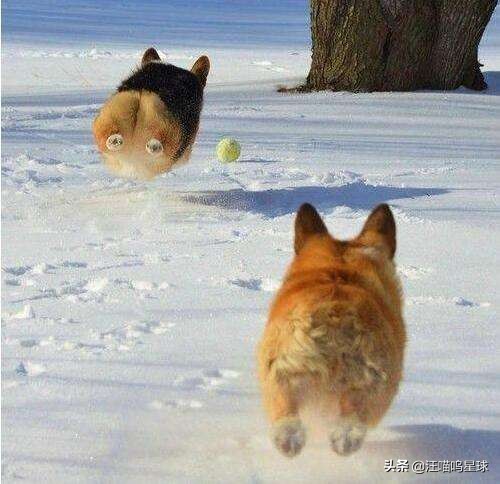 基基复唧唧，柯基战斗机，使出必杀技，底盘更贴地！