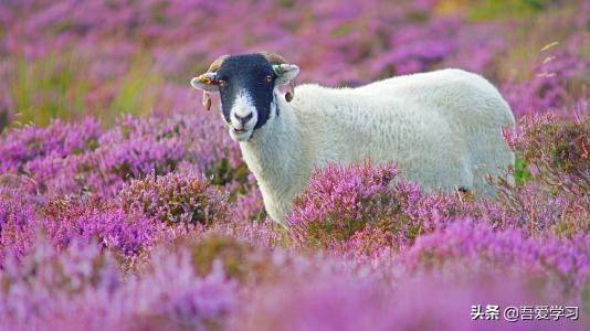 100个经典寓言故事合集,经典寓言故事视频300篇