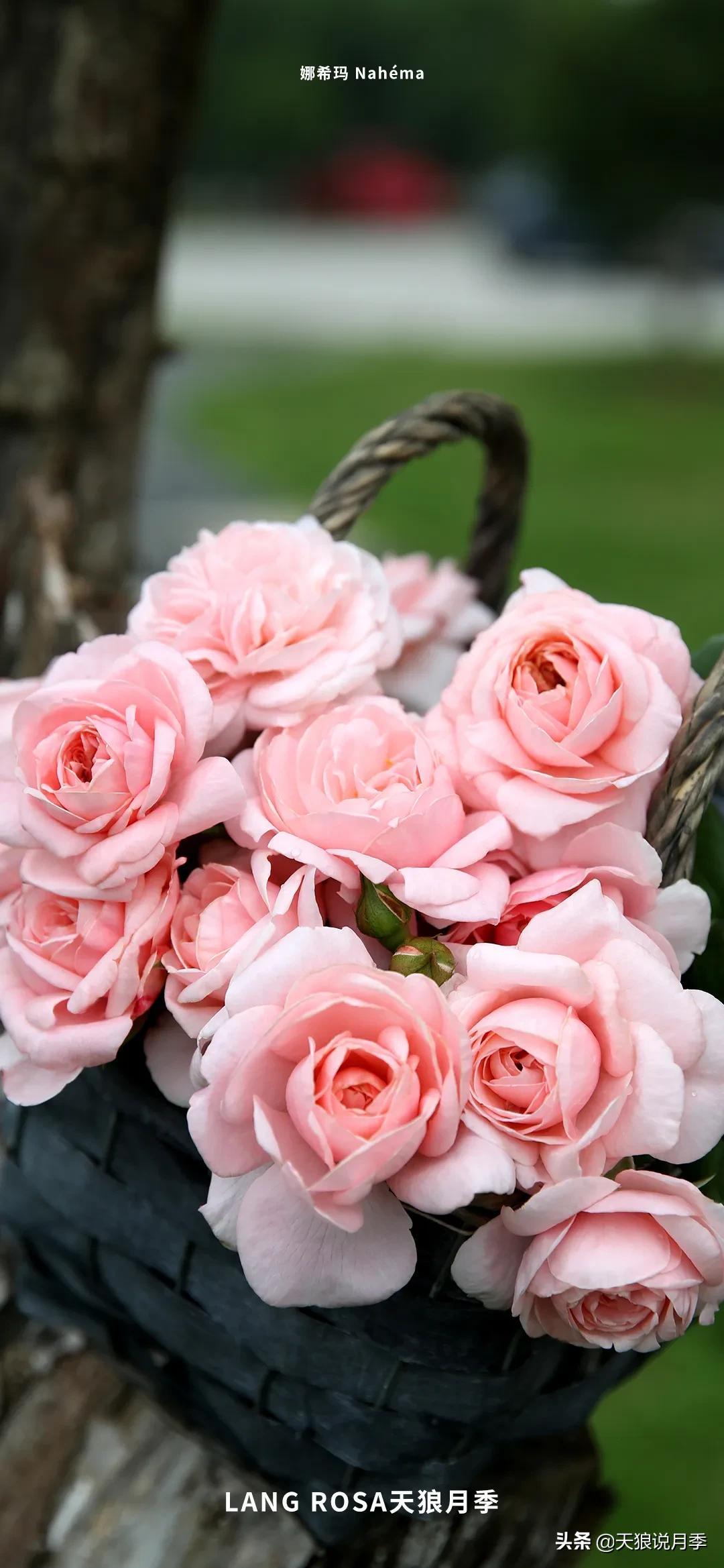 种一株玫瑰,种一株玫瑰间隔多远