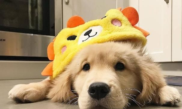 金毛幼犬的正确饲养方法,金毛幼犬轻微护食怎么办