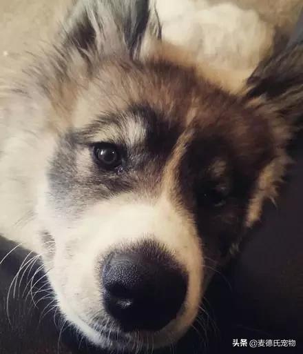 狗中三傻阿拉斯加萨摩耶,哈士奇阿拉斯加萨摩耶是哪里的狗