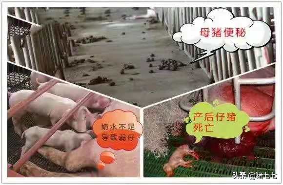 母猪产后各种不食就这么轻松搞定,母猪产后不食小猪瘦弱难养怎么办