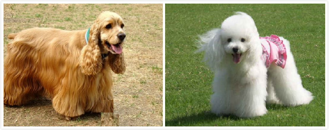 串串狗是什么犬种,串串狗到底是什么犬种