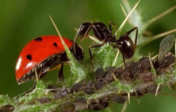 蚜虫到底怎么才能取出来,蚜虫是怎么来的