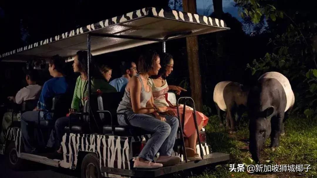 新加坡生活省钱攻略,2020新年新加坡旅游攻略