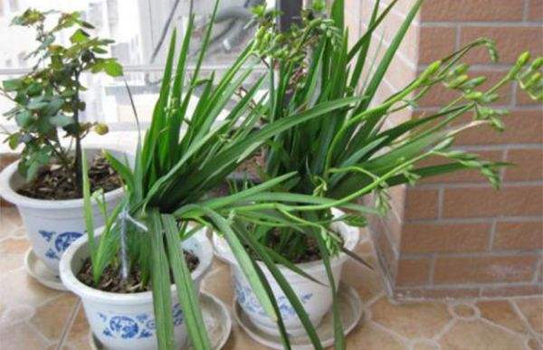 5月份可以给香雪兰起球吗,香雪兰花养殖方法和注意事项