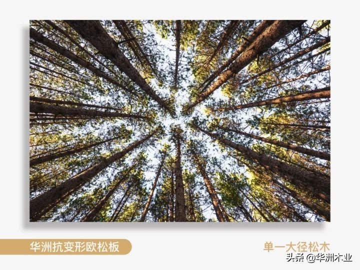 华洲欧松板,进口欧松板十大牌子和价格