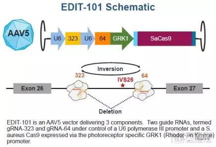 基因治疗的研究现状及发展前景,基因治疗研究内容及其前景