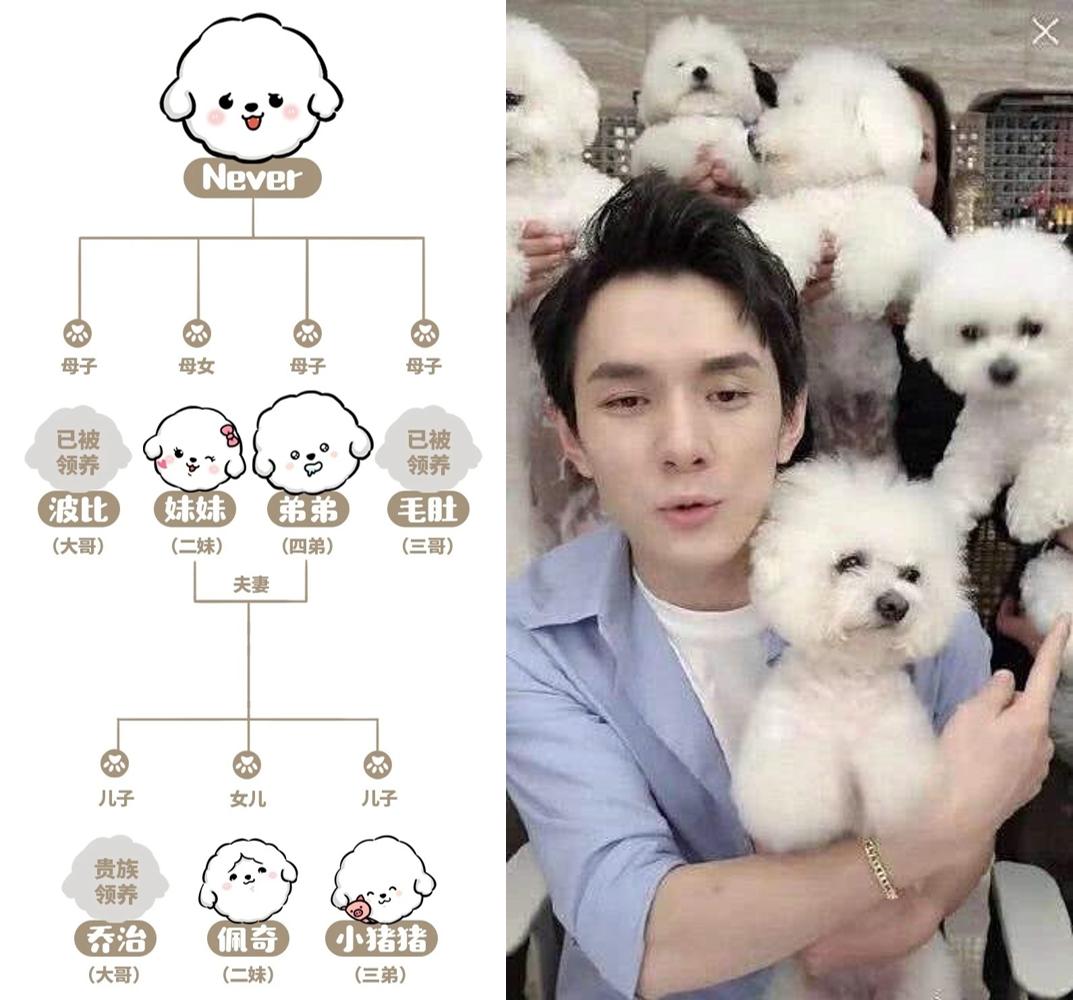 李佳琦的狗怎么火的,李佳琦的狗never