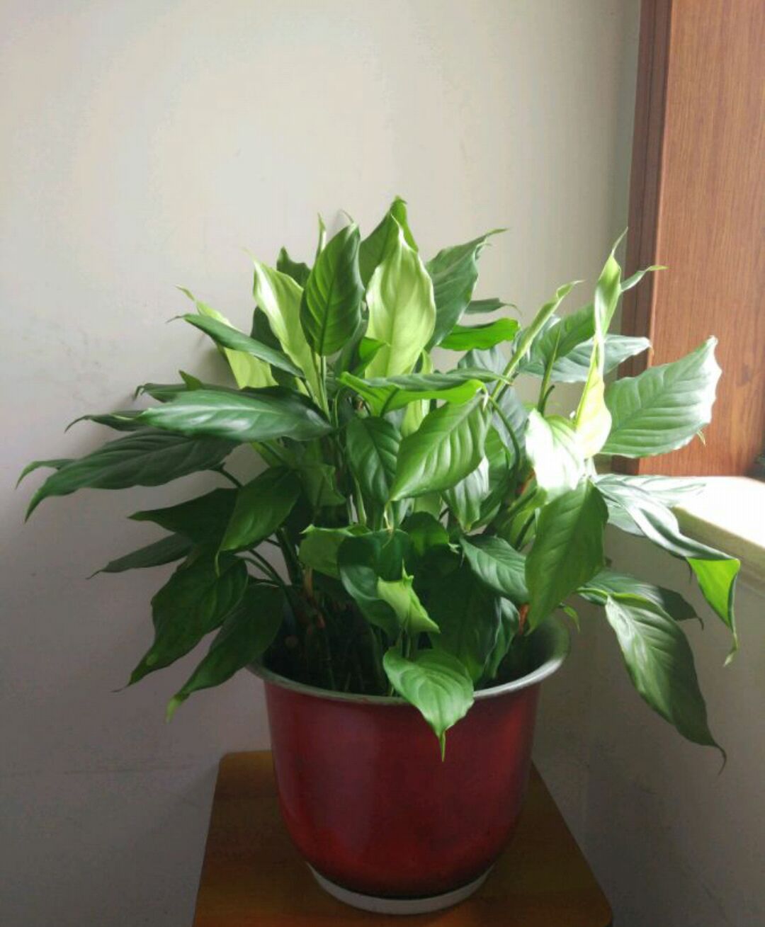 万年青叶子都枯了该怎么修剪,万年青中间干枯怎么修剪