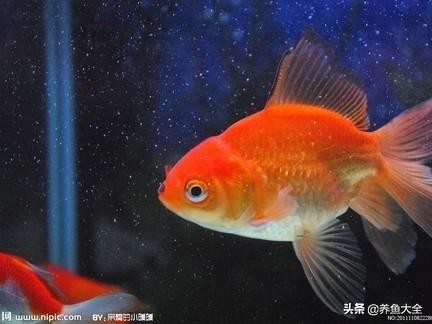 鱼拉白便怎么治疗最好,鱼拉白便怎么回事该如何治疗