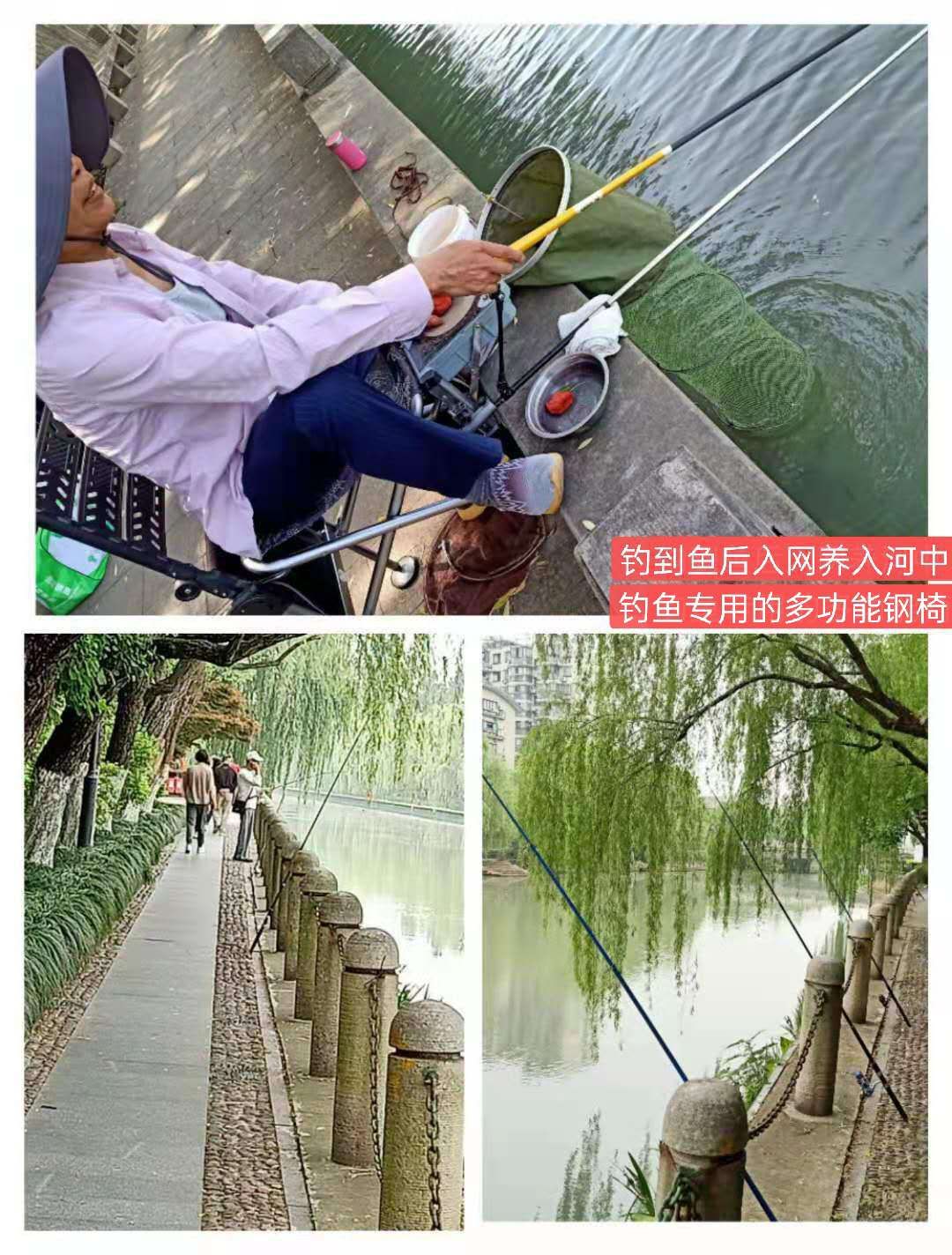 紫荊港源紫荊花紫荆港河穿八桥绿道两岸垂钓人双手活柯野生甲鱼