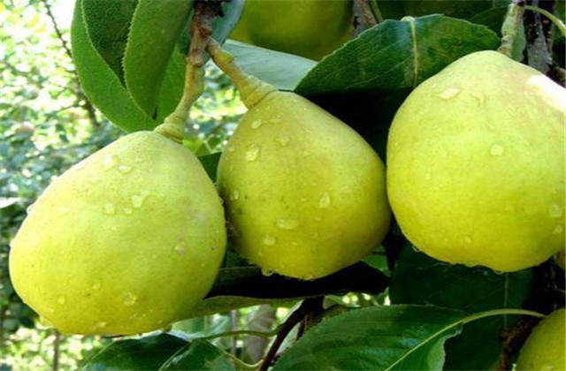 梨树病虫害绿色防控技术,梨树病虫害防治时间表最新