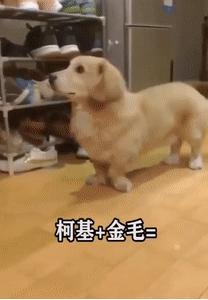 柯基和柯基生出的宝宝长得像吗,来看看柯基强大的基因