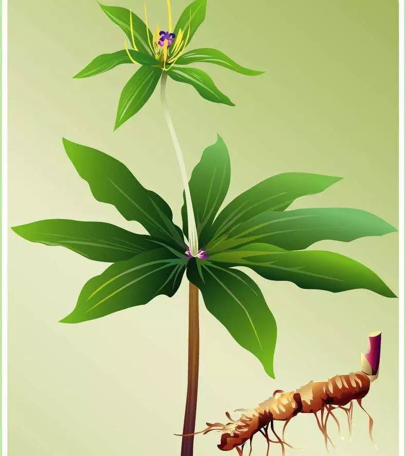 七叶一枝花和重楼是同一种药吗,七叶一枝花也叫重楼功效与作用