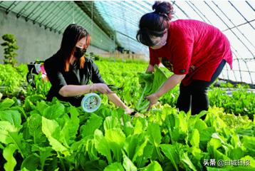 温室大棚促进农业增收,温室大棚农业产业