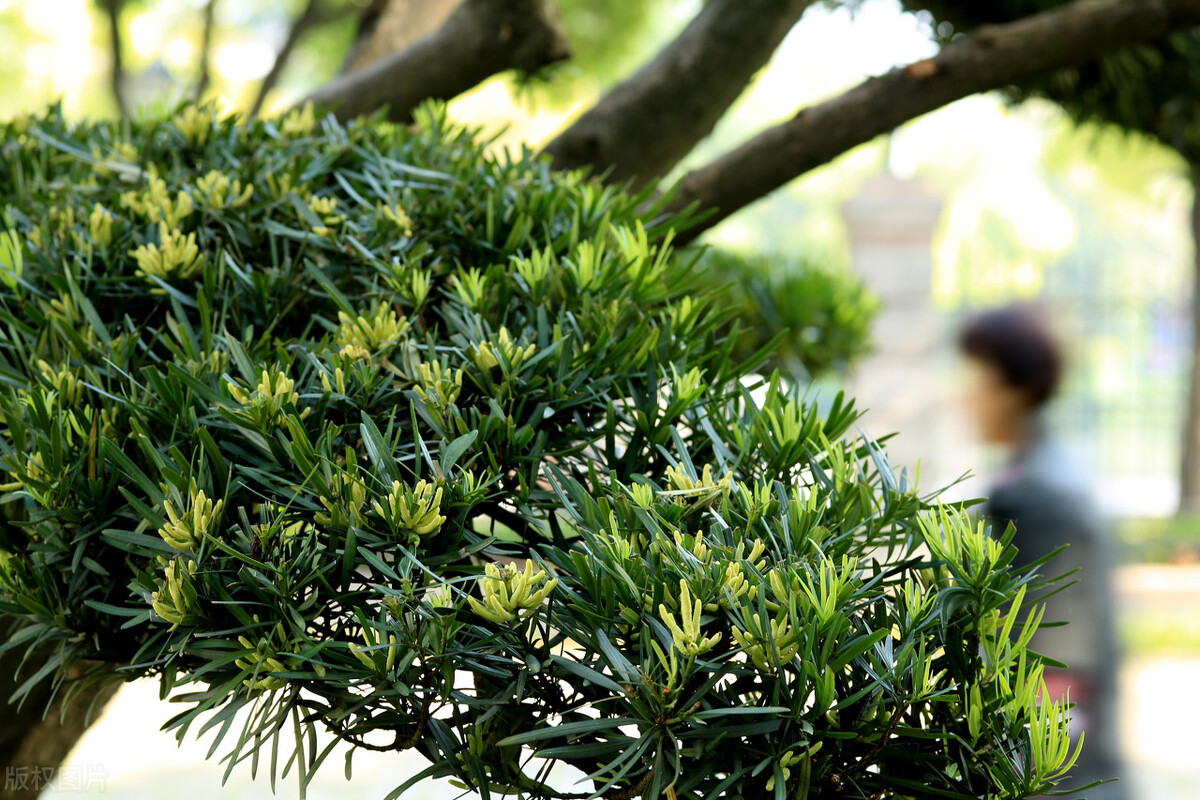 院子里有一片空地适合种什么,院子里有块空地种什么菜