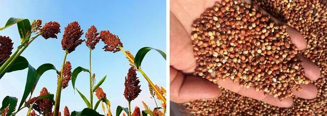 高粱全世界都有吗,各种高粱的认识