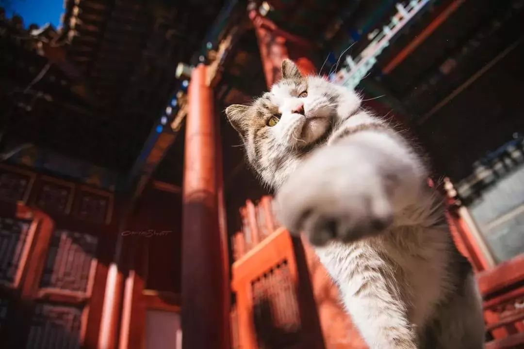 告别流浪猫展览再现12个吸猫圣地,最治愈的吸猫胜地