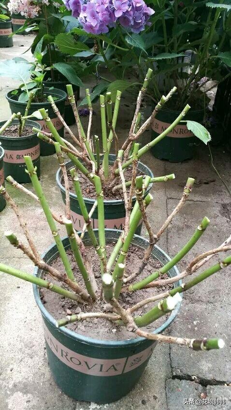 圆锥绣球花后修剪和冬季修剪,绣球无尽夏修剪没有芽点怎么修剪