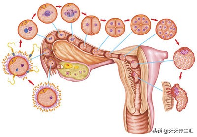 正常情况下精子存活多长时间,安全期里精子存活多长时间
