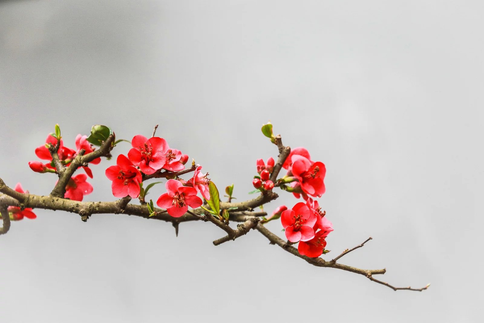 季海棠花不知道怎么养？做对这几点小方法，花大色又艳
