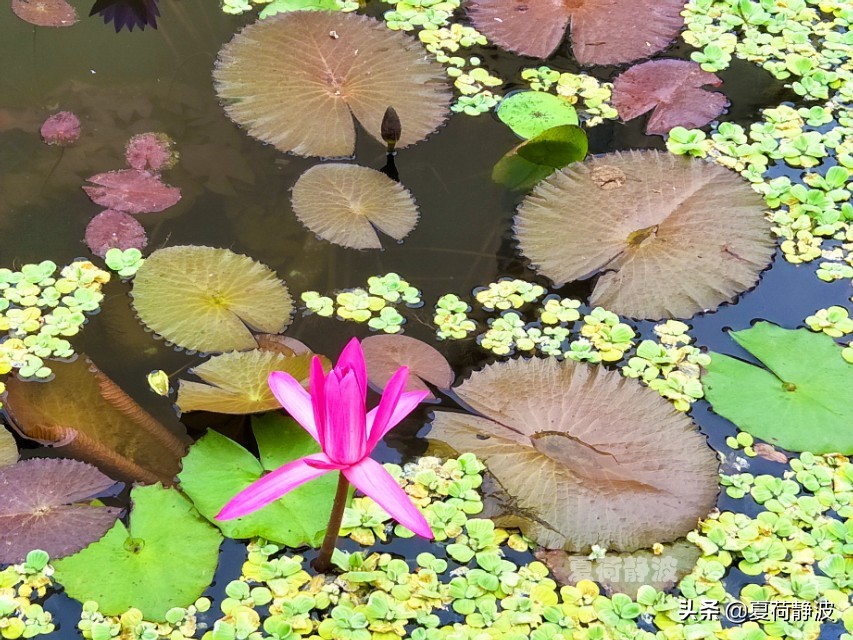 海南潜水旅游攻略一日游,海南亚龙湾游记