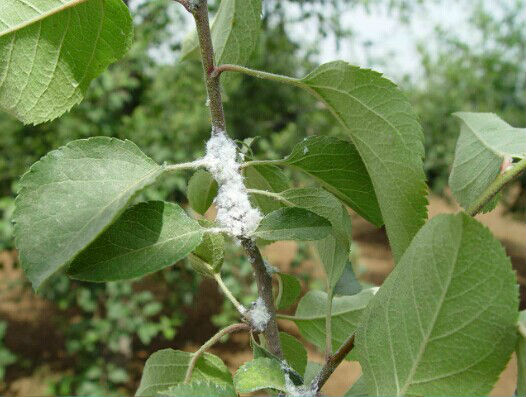 蚜虫的种类及图片大全,蚜虫种类有哪些图片