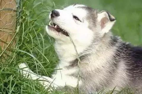 面对狗狗的袭击怎么面对,狗狗吃草怎么解决