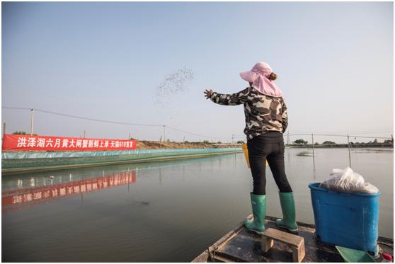 忙归忙，勿忘六月黄！快来天猫吃洪泽湖大闸蟹“六月黄”