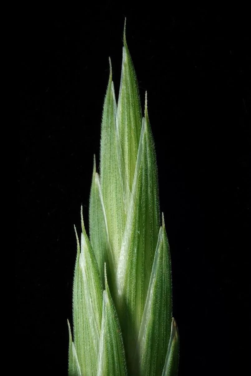 绉戠爺澹佺焊,绉戠爺浜虹殑鏂板勾澹佺焊