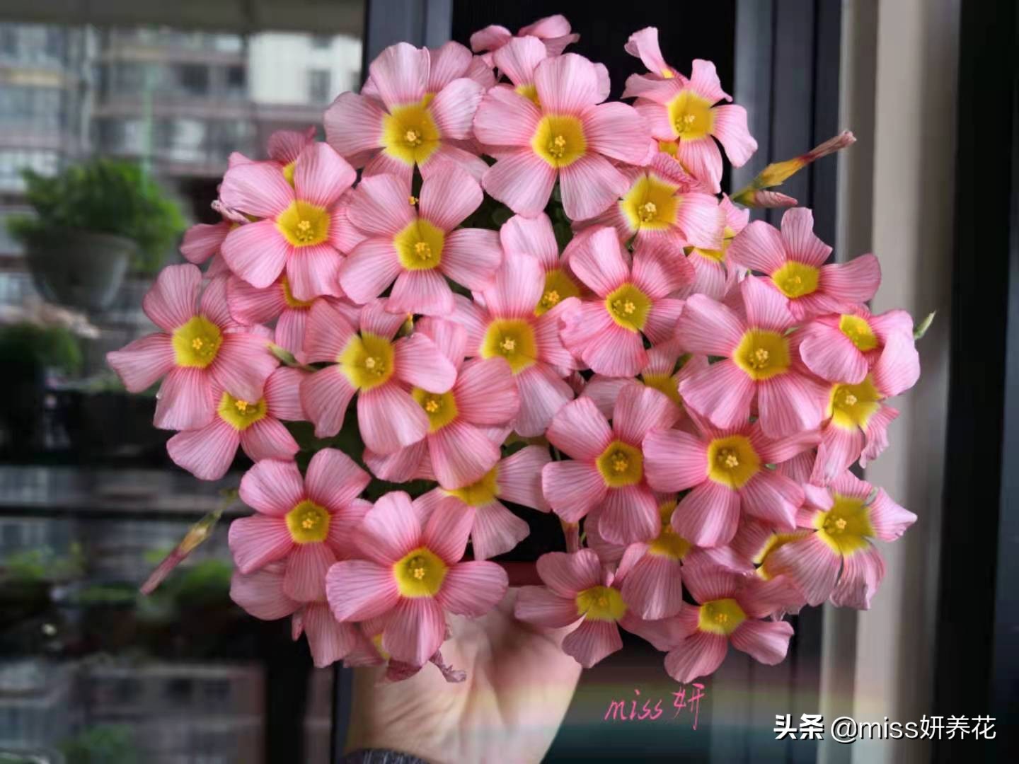 酢浆草种球品种图鉴大全,酢浆草种球品种图鉴