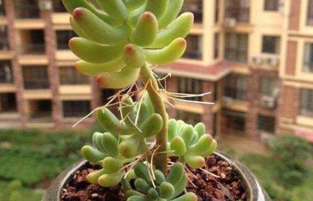 多肉植物长侧芽太多怎么办,多肉植物长胡须怎么办