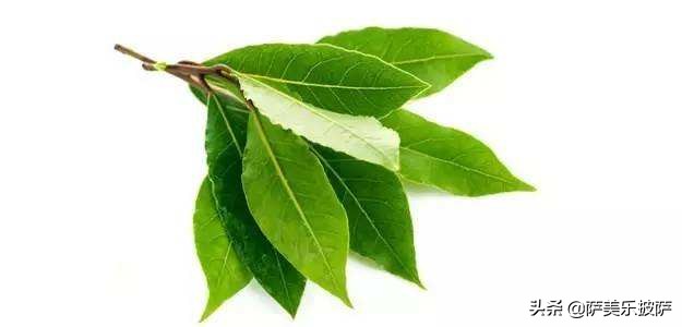 披萨用哪种香草,步骤完整的烘焙美味披萨的全攻略