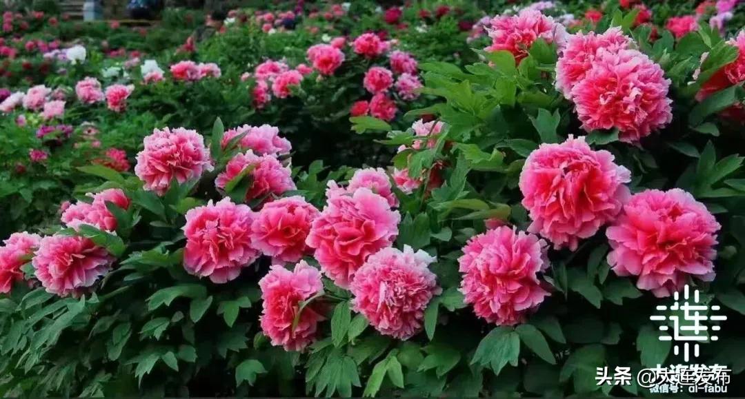 大连自驾游西藏最佳线路,大连奇葩10条线路