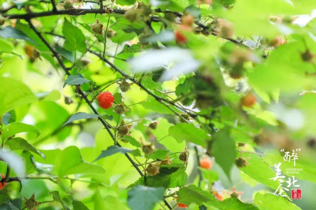 北仑摩天轮俯瞰北仑,可俯瞰北仑