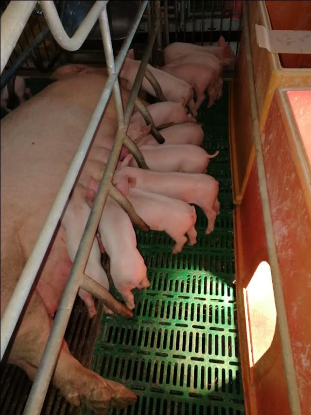 猪病理解剖学视频,猪开膛解剖