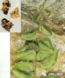 动物中药功效大全,中药药材大全及功效