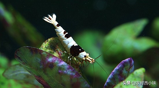 观赏虾好养耐活,养观赏虾的基本知识