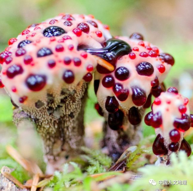 摄影彩色蘑菇,摄影师拍摄迷你蘑菇