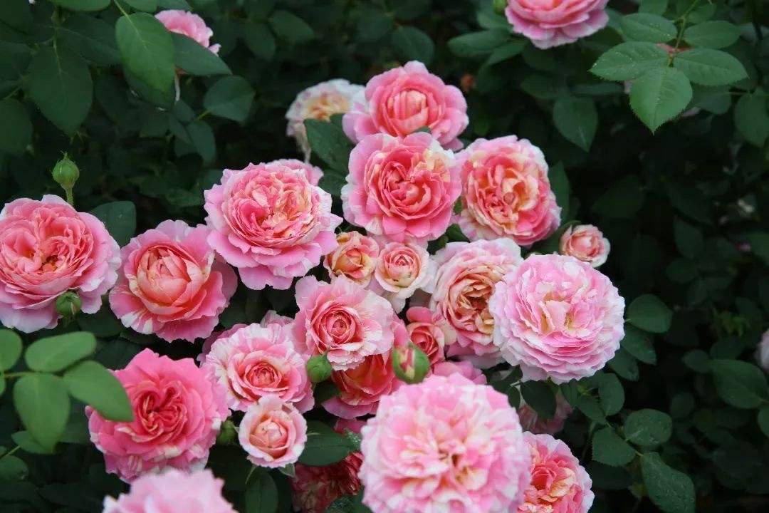 养月季，有6个“技巧”，花苞常常有，成开花机器，开花不停