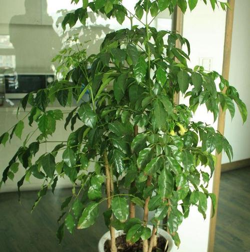 幸福树叶子发黄焦枯了怎么办,幸福树叶边发黑焦枯怎么办