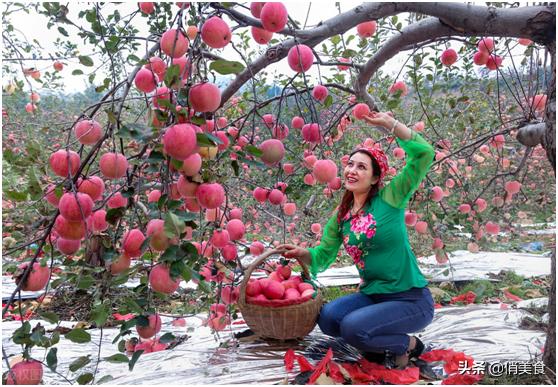 河南省特产有哪些可带走,河南省郑州市十大特产