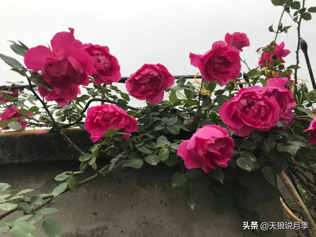 月季花是时候展现真正的技术了 (开春的第一波月季花就这么过去了)