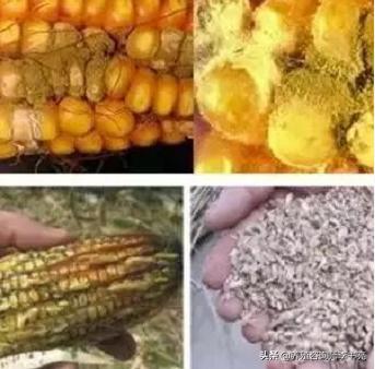 养猪霉菌毒素过高怎么办,霉菌毒素对猪的危害