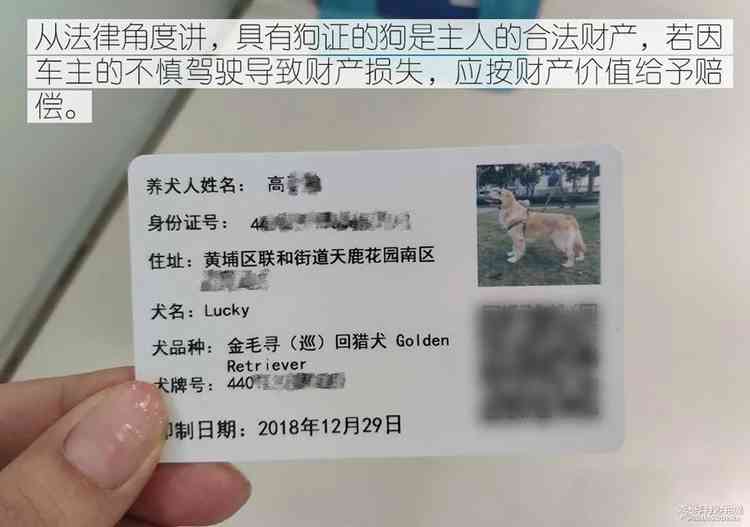 避之唯恐不及车撞死狗后该如何处理？