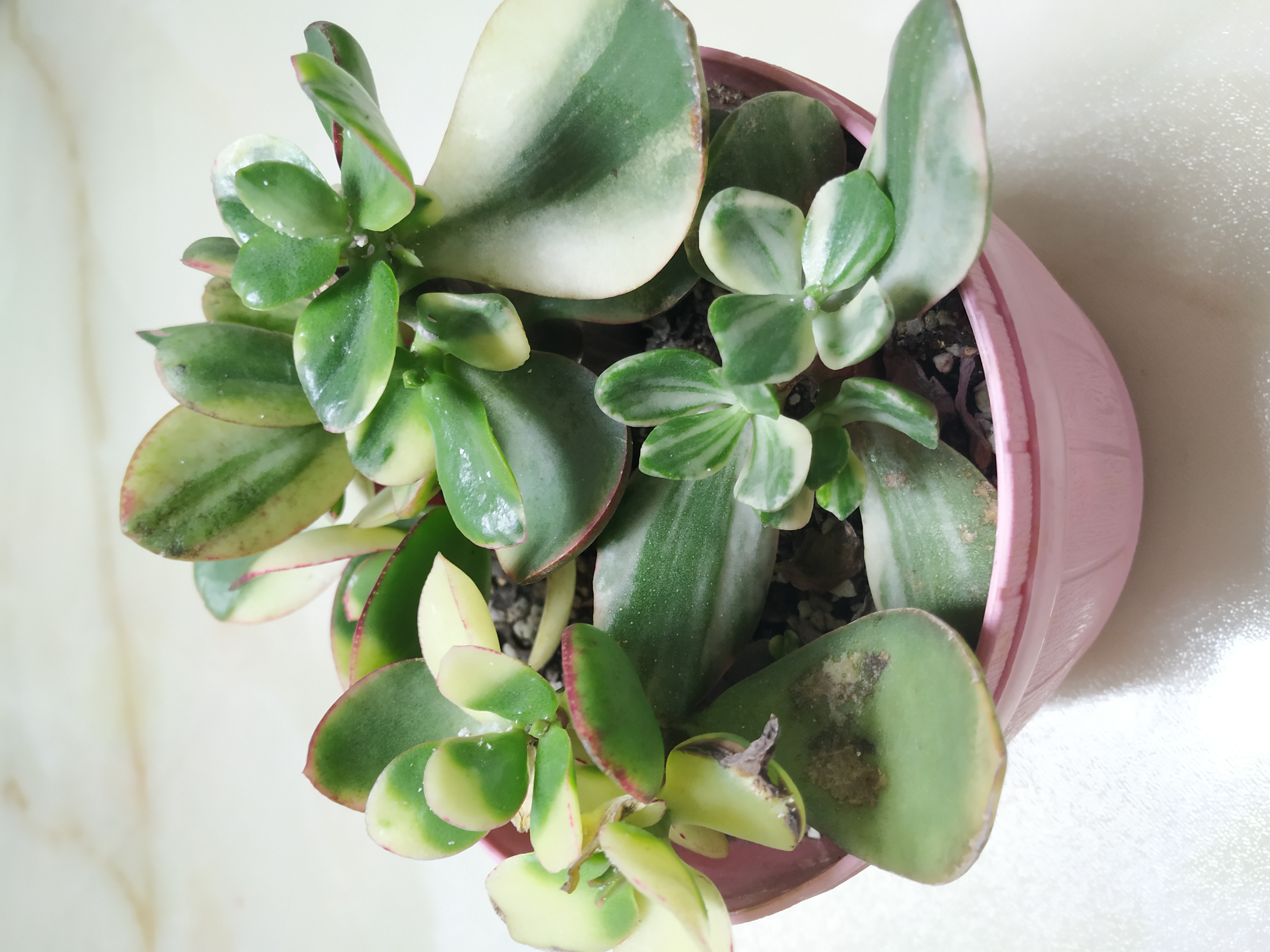 多肉法师锦怎样扦插,姬红花月多肉如何扦插