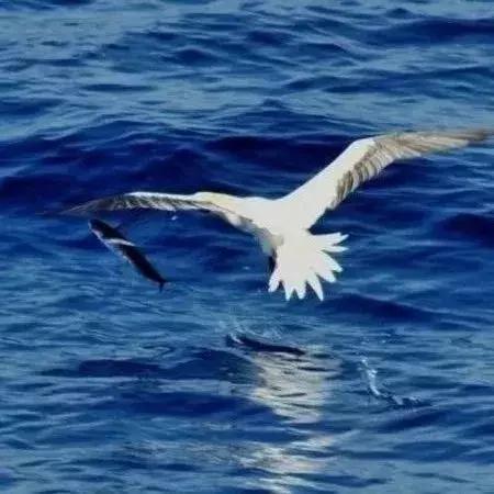 成都可以去的小岛,成都小岛旅游推荐路线攻略